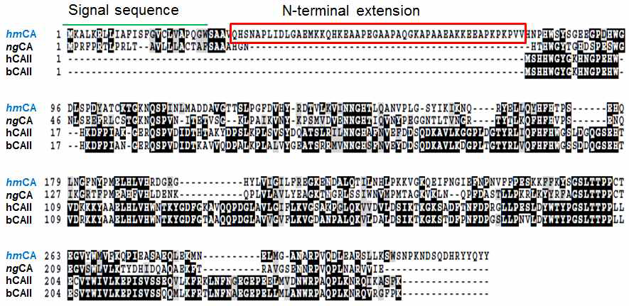 탄산무수화 효소 서열의 정렬 및 hmCA의 특이적 N-말단 펩타이드