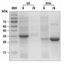 wt-hmCA와 trnc-hmCA의 수용성 발현 양상 비교