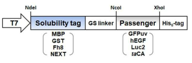 다양한 solubility tag과 목적 단백질의 융합 단백질 유전자 제작