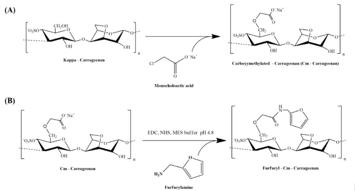 가시광 경화형 카라기난 유도체의 제조 (A) 과정은 카라기난의 카르복시메틸화 과정이며, (B) 과정은 카르복시메틸화된 카라기난(Carboxymethyl Carrageenan; Cm-Car)에 가시광 반응성 작용기인 퍼퓨릴기(furfuryl)를 도입한 과정이다
