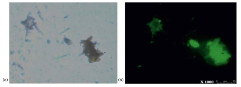 Fluorescence microscope (a) 가시광 영역에서 촬영한 형광단백질, (b) 형광 filter를 통해 촬영한 형광단백질