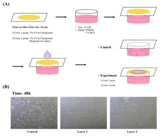 물리적 방벽으로서의 실용성 여부 확인을 위한 세포 증식 테스트. (A) : 세포 증식 테스트의 Scheme, (B) : 현미경으로 관측한 세포 증식