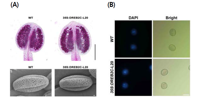 DREB2C 과잉발현 형질전환체의 약과 화분 형태 비교. (A) 대조구 식물체와 형질전환체의 약을 1% Orange G로 염색하였다. 형질전환체의 화분은 대조구의 화분과 형태적인 차이점을 발견할 수 없다. 주사전자현미경을 통한 화분의 형태 분석에서도 화분의 형태적 차이를 찾아 볼 수 없다. DREB2C 과잉발현 형질전환체 화분은 종자형성 감소의 원인이 아님을 나타낸다. (B) 화분 DAPI 염색. 대조구 식물체와 형질전환체의 tricellular pollen type의 차이점은 없다. 따라서 DREB2C 과잉발현 형질전환체 화분의 핵형변화를 일으키지 않는다는 것을 나타낸다