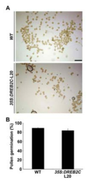 DREB2C 과잉발현 형질전환체의 화분 발아율 비교. DREB2C 과잉발현 형질전환체 화분 발아율은 대조구와 차이가 없다. 이것은 DREB2C 과잉발현 형질전환체 화분발아능이 종자형성 감소의 원인이 아님을 나타낸다