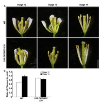 DREB2C 과잉발현 형질전환체의 꽃 형태 비교. Stage 14 시기에서 형질전환체의 수술의 길이가 대조구 식물체에 비해 짧다. 짧은 수술의 길이가 수분율을 감소시키고 감소된 수정율에 의해 형질전환체의 종자 형성이 감소된 것으로 예측됨