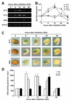 고온 스트레스 조건에서 발아종자의 AtCYS5 발현. (A, B) 고온 스트레스를 12시간 처리한 발아 중인 종자에서 AtCYS5는 발현 최대가 되었다. (C, D) AtCYS5 promoter:GUS 도입 형질전환체를 통해 분석한 AtCYS5의 발현도 발아 후 12 시간 후 최대의 발현을 나타낸다. 이것은 AtCYS5가 고온 스트레스 조건에서 종자발아를 조절하는 유전자임을 알 수 있다