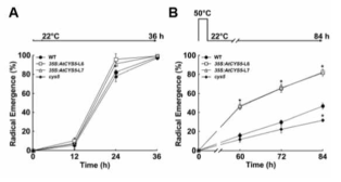 고온 스트레스 조건에서 AtCYS5 과잉발현, knockout 형질전환체의 종자 발아율 비교. (A) 정상생장 온도에서 AtCYS5 과잉발현 형질전환체의 발아속도가 대조구에 비해 증가되었다. (B) 대조구 종자에 고온 스트레스를 처리하면 발아율이 급격히 감소하는 반면, AtCYS5 과잉발현 형질전환체의 종자는 발아 속도의 감소가 있었으나 84 시간 후 80% 이상의 발아율을 보였다