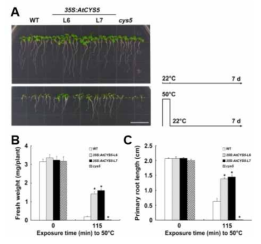 AtCYS5 과잉발현, knockout 형질전환체의 유묘 생장율 비교. (A, B, C) 정상생장 온도에서 AtCYS5 과잉발현 형질전환체의 유묘 생장속도가 대조구에 비해 미약하게 증가되었으나 고온 스트레스 처리를 한 후 발아를 시켰을 경우, AtCYS5 과잉발현 형질전환체의 유묘생장이 대조구에 비해 왕성하였다