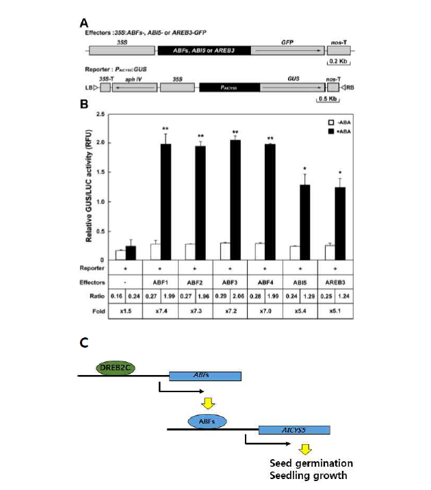 DREB2C의 조절을 받는 ABFs에 의한 AtCYS5의 발현조절. (A, B) 애기장대 원형질체에 35S:ABFs와 AtCYS5:GUS를 동시 발현시키고 AtCYS5의 발현을 분석하였다. AtCYS5는 ABA가 있는 조건에서 ABF의 조절을 받는다는 것을 알 수 있다. (C) DREB2C 의존적 종자발아, 유묘생장 속도조절 기전의 모델