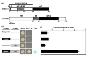 Yeast two-hybridization. (A) DREB2C를 bait로 사용하고 Arabidopsis expression library를 사용하여 VOZ1을 분리하였다. (B) DREB2C-VOZ1 결합을 yeast two-hybridization을 통해 재 확인함