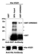 DREB2C와 VOZ1 상호작용의 pull-down assay. 5 μg의 GST-DREB2C와 His-VOZ1 단백질을 4℃에서 12 시간동안 결합을 유도하였다. GST와 VOZ1은 대조구로 사용하였다. 10% SDS-PAGE에 각각을 전기영동한 후 GST 및 His monoclonal Ab로 western blot assay를 수행한 결과, GST-DREB2C와 His-VOZ1의 결합을 확인할 수 있다