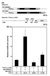 VOZ1은 DREB2C의 전사활성 조절을 억제한다. (A) Promoter transactivation assay에 사용된 effect와 reporter 벡터. DREB2C에 FLAG (F)-tag을 부착하고 VOZ1에 HA-tag을 부착한 후 CaMV35S promoter의 조절을 받도록 구축하였다. Reporter 벡터의 경우, HsfA3의 프로모터에 GUS 유전자를 융합한 벡터를 구축하였다. (B) Effector와 reporter를 형질전환한 애기장대 원형질체를 15 시간 배양한 후 GUS activity를 측정하였다