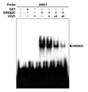 VOZ1은 DREB2C의 DNA결합 활성을 조사한 EMSA assay. GST 단백질과 VOZ1의 혼합을 음성 대조구로 사용하고 DREB2C를 양성 대조구로 사용하였다. DREB2C와 VOZ1 단백질을 혼합할 때 VOZ1의 함량을 1배, 3배, 5배까지 증가시킨 후 EMSA를 수행하였다