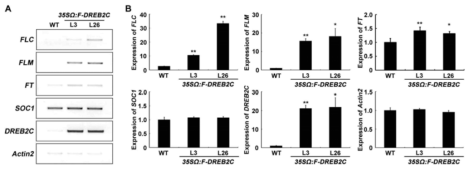 DREB2C 과잉발현 형질전환체 내에서 개화 조절 유전자들의 발현 분석. (A) RT-PCR 증폭산물의 전기영동. (B) J Image program에 의한 RT-PCR 전기영동 결과의 정량화. FLC, Flowering Locus C; FLM, Flowering Locus M; FT, Flowering Locus M; SOC1, SUPPRESSOR OF CONSTANS OVEREXPRESSION 1