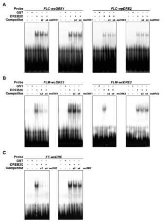 개화 조절 유전자들과 DREB2C 결합 분석을 위한 EMSA. (A) FLC의 DRE-binding 활성 분석 EMSA. wpDRE, wild-type DRE probe; mpDRE, mutated DRE probe. (B) FLM의 DRE-binding 활성 분석 EMSA. (C) FT의 DRE-binding 활성 분석 EMSA. X2, X4, X1 probe 양의 2배, 4배
