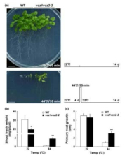 voz1 voz2-2 double knockout mutant의 고온 저항성. 4 일된 유묘에 45℃의 고온을 35 분간 처리한 후, 22℃에서 2주간 생장시킨 후 관찰하였다. voz1 voz2-2의 고온 저항성은 대조구에 비해 높다