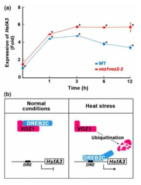 고온 스트레스는 DREB2C 단백질의 축적을 유도하고 HsfA3의 발현을 증가시킨다. (A) HsfA3의 발현은 voz1 voz2-2내에서 증가된 후 및 발현 수준이 유지된다. (B) DREB2C 의존적 고온 스트레스 저항성 신호전달 기전에 대한 모델. 정상적인 생장조건에서 VOZ1은 DREB2C의 전사활성을 억제하는 억제자로 작용하다가 고온 스트레스 조건에서 ubiquitination되어 제거되고 VOZ1에 의해 자유로워진 DREB2C는 HsfA3의 발현을 증가시킨다. DREB2C에 의해 발현이 증가된 HsfA3는 고온 스트레스 유도성 유전자들의 발현을 증가시켜 식물의 고온 저항성을 향상시키게 된다
