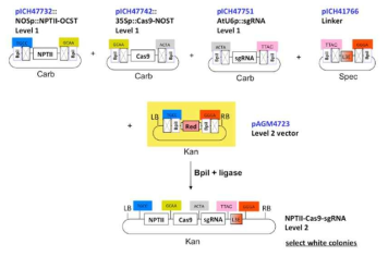 Golden gateway Cas9-sgRNA system을 사용한 DREB2C 발현 억제 형질전환체의 생성. Recombinant vector의 재조합을 통한 식물 형질전환용 NPTII-Cas9-sgRNA 벡터의 구축 전략. DREB2C active domain sequence를 sgRNA sequence로 사용한다