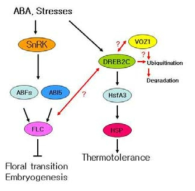 DREB2C-VOZ1의 상호작용이 개화, 종자형성 및 고온 스트레스 저항성에 미치는 신호전달 경로. VOZ1이 DREB2C의 DNA-binding domain에 결합하여 DREB2C DNA-binding domain이 차단되면 DREB2C는 개화, 종자형성 및 스트레스 반응 유전자의 발현을 유도하지 못할 가능성, 스트레스에 의해 VOZ1이 ubiquitination되어 분해되면 자유로워진 DREB2C에 의해 개화, 종자형성 및 스트레스 반응 유전자의 발현이 촉진되는 가능성에 대한 모델 경로이다. 이러한 가능성에 대한 모든 실험적 증거들을 확보하고자 하는 것이 본 연구과제의 연구내용이며, 상세한 작용기전을 도출하여 DREB2C 의존적 신호전달 기작이 개화, 종자형성 및 스트레스 저항성을 조절하는 새로운 cross-talk 신호전달 네트워크를 구축하는 것을 연구의 최종 목표로 하고 있다