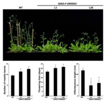 DREB2C 과잉 발현 형질전환체의 개화. DREB2C 과잉 발현 형질전환체 (35S Ω:F-DREB2C)의 개화시기를 대조구 식물체 (WT)와 비교했을 때, DREB2C 과잉 발현 형질전환체는 대조구 식물에 비해 개화가 느림을 알 수 있다. 이것은 DREB2C가 개화 조절 기전에 관련된 전사조절인자임을 나타낸다