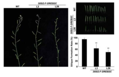 DREB2C 과잉 발현 형질전환체의 종자 형성. DREB2C 과잉 발현 형질전환체의 꼬투리 형성과 크기를 대조구 식물체와 비교하였을 때, DREB2C 과잉 발현 형질전환체는 대조구 식물에 비해 성숙한 꼬투리의 수와 크기가 감소하였다. 이것은 DREB2C가 꼬투리 및 종자형성에 관련된 기능을 가지고 있음을 나타낸다