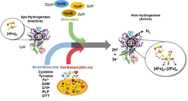 CpI apo-enzyme을 holo-enzyme으로 변환하는 in vitro maturation 기법 개략도