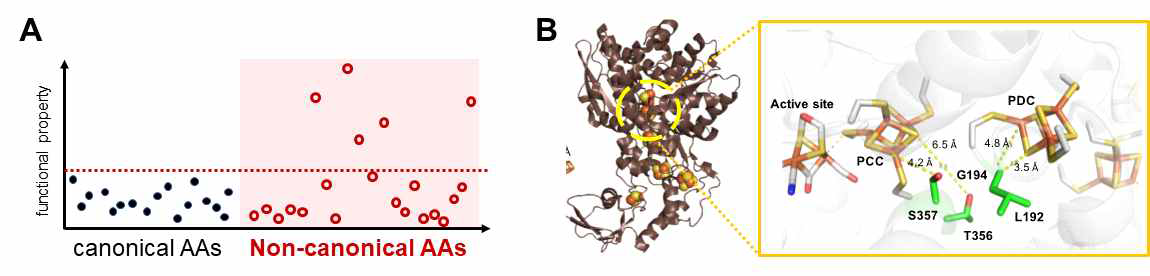 (A) 인공 아미노산을 사용함에 따라 확대된 단백질 성질의 변화범주와 (B) 기존 연구 결과 밝혀진, CpI의 수소생산능력과 산소내성에 가장 높은 영향을 끼치는 hot spots