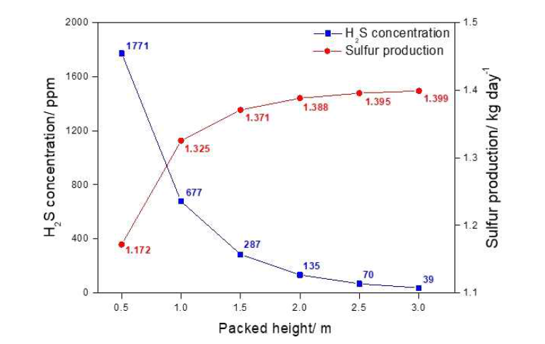 Packed height의 변화에 따른 배출가스 내의 황화수소 농도 및 바이오황 생산량의 영향