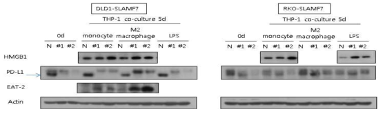 THP-1 세포주와 coculture한 후 SLAMF7 과발현 세포주에서의 단백발현 변화