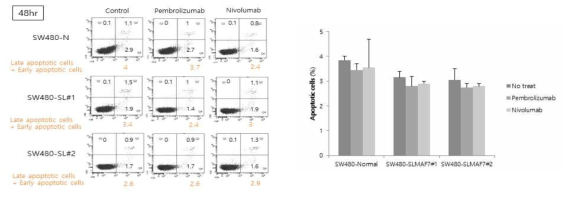 SLAMF7 과발현 SW480 세포주에서 면역항암제 투여시의 apoptotic cell death 변화