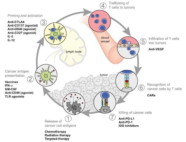 Therapies that Might Affect the Cancer-Immunity Cycle (Immunity. 2013;39:1-10)