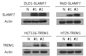 SLAMF7, TREM1, CKS2 과발현 세포주 확립