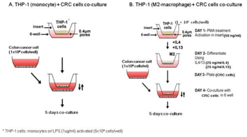THP-1 monocytes / macrophage 와 CRC cell과의 co-culture