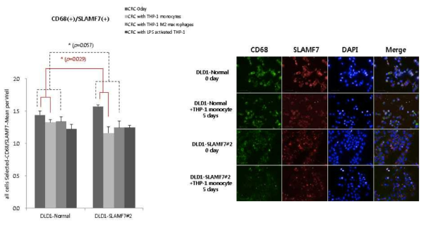 SLAMF7 과발현세포주와 THP-1 세포 co-culture후 CD68, CD73 발현 변화