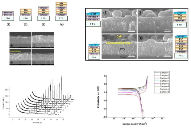 FTO 기판에 키토산과 BSA 적층 수에 따라 형성된 인산칼슘의 형상, 결정성, 부식 실험