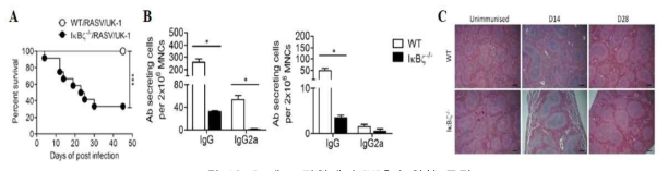B 세포 면역에서 IKBζ의 역할 규명