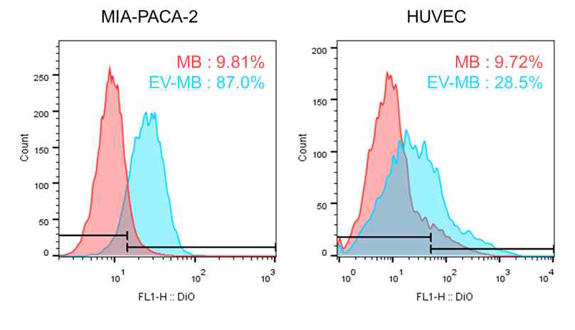 EV-MBs와 일반 마이크로버블의 MIA-paca-2 및 정상 혈관세포인 HUVEC에 대한 표적능 비교