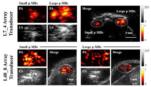 mouse를 이용하여 생체 내에서의 마이크로버블의 크기에 따른 광음향 신호 증폭을 영상을 통해 확인함