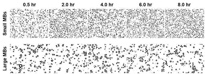 8시간동안의 각 크기별 마이크로버블 안정성 관찰 결과