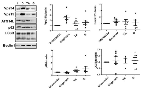 골격근과 호흡근의 autophagy 조절인자의 발현 비교