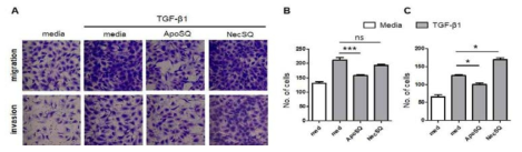 CAF의 이동 및 침습에 미치는 Gas6의 효과. 사멸 암세포 (ApoSQ), 괴사 암세포 (NecSQ)를 처리하거나 배지 (media)를 처리한 CAF 세포의 이동 및 침습 정도를 Transwell assay로 비교하였음. (A) Transwell의 막을 통과한 CAF 세포를 저배율의 현미경으로 관찰한 결과. 각 실험 조건에서 이동 (B) 및 침습 (C)한 CAF 세포를 수치화한 결과