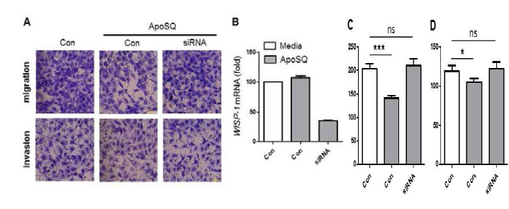 사멸 암세포에 의한 CAFs의 이동 및 침습 억제 작용에 WISP-1이 미치는 양향. (A) 사멸 암세포 (ApoSQ)를 투여 후 TGF-β1유도 CAF의 이동 및 침습에서 WISP-1의 발현억제의 효과를 확인하기 위해 WISP-1 특이 siRNA를 이용함. 대조군으로는 scrambed RNA (Con)를 이용하여 비교함. (B) WISP-1 특이 siRNA를 transfection한 후 WISP-1 mRNA 발현억제 확인. 사멸암세포 투여 후 CAF의 WISP-1 발현억제에 따른 이동 (C) 및 침습 (D)의 비교