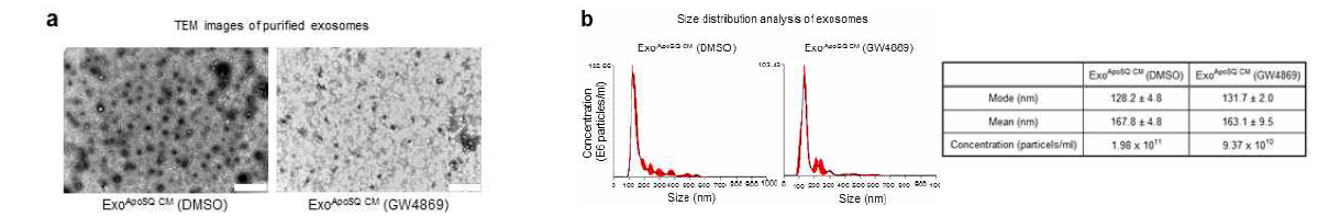대식세포에 사멸세포를 투여 후 획득한 배양액에서 분리한 엑소좀의 특징 분석 (a) TEM images of exosomes isolated from CM of ApoSQ-stimulated RAW cells pretreated with or without 20 μM GW4869. Scale bars: 20 mm. (b) Size distribution analysis of exosomes from CM of ApoSQ-stimulated RAW cells pretreated with 20 μM GW4869 or vehicle (2% DMSO in saline). The horizontal axis represents particle size (nm) and the vertical axis represents particle concentration (ｘ 106 particles/ml). Red bars represents.e.m. Values represent mode or mean size ± s.e.m. from three independent experiments