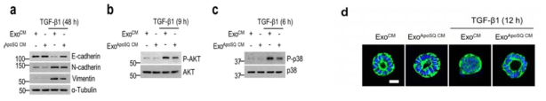 PTEN-엑소좀이 TGF-β1 유도 시그널(b, c), 세포 극성 억제 (d), EMT 작용(a)을 억제함
