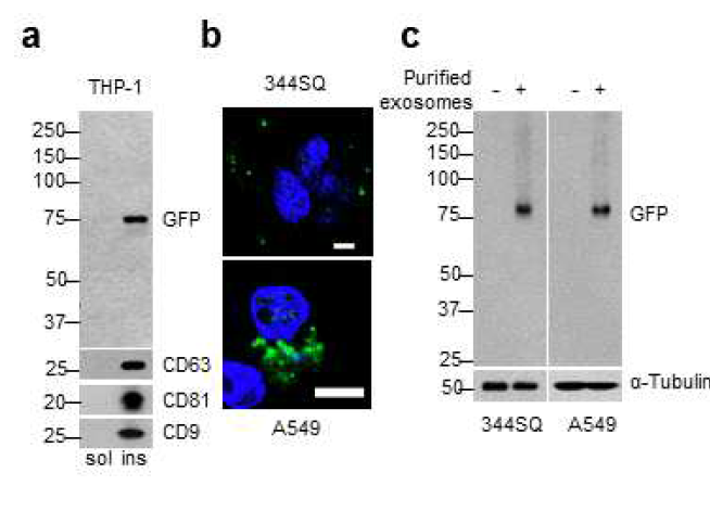 분비된 엑소좀의 암세포 유입. (a) Immunoblot analysis of GFP-PTEN, CD63, CD81, and CD9 in the sol and ins fractions after ultracentrifugation of CM from human macrophage cell line overexpressing GFP-PTEN exposed to ApoA. (b) Direct fluorescence of 344SQ and A549 cells 24 h after treatment with harvested exosomes containing GFP-PTEN using confocal microcopy. Scale bars: 20 μm. (c) Lysates from 344SQ and A549 cells after incubation with harvested exosomes from human macrophages overexpressing GFP-PTEN were subjected to western blotting analysis