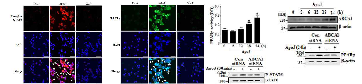 사멸화세포에 의한 ABCA1/STAT6/PPARγ 신호경로가 활성화됨. 대식세포에 처리시 ABCA1 단밸질 발현, STAT6 인산화 및 PPArγ활동도가 증가됨. 더불어 ABCA1 siRNA 주입 후 STAT6 인산화 및 PPARγ발현이 억제됨