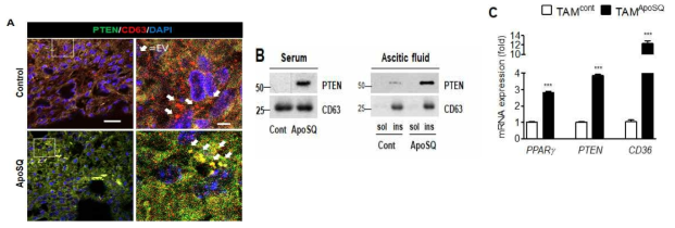 사멸화 세포 주입 후 암세포 주변 및 체액(혈쳥, 복수)에서 PTEN 엑소좀 발현과 TAM에서 PPA Rγ/PTEN 시그널 증가