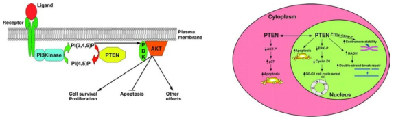 PTEN의 세포질내, 핵내 기능(J Cell Science, 2007)