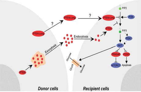 PTEN 기증 세포에서의 분비와 수용세포 세포질내 출입, 그리고 수용 세포에서 PTEN의 생존신호 억제 작용(Cell Res, 2013)