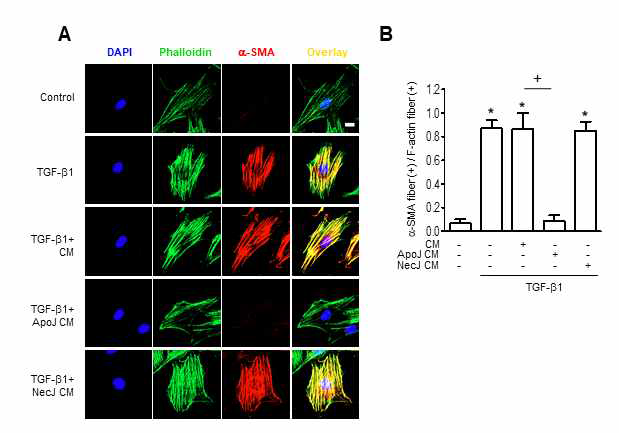 사멸화 세포 투여 후 획득한 대식세포 배양액을 섬유아세포에 처리시 α-SMA stress fiber 형성 억제 효과